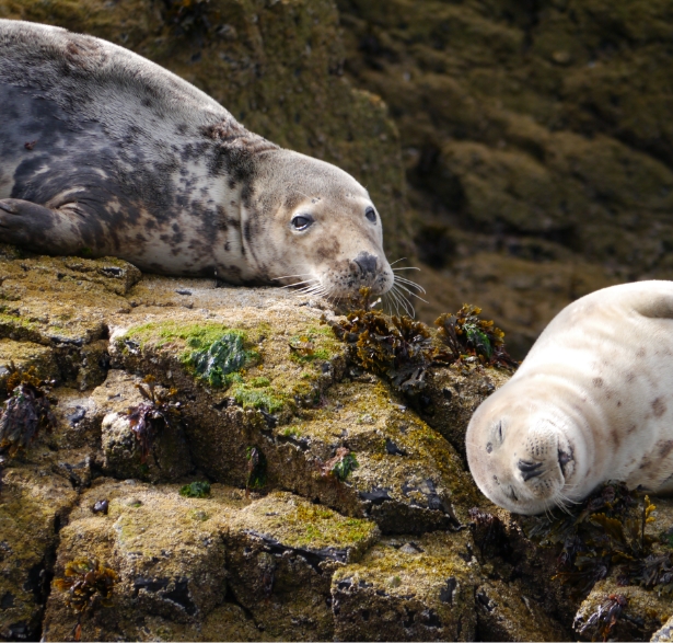 Two seals resting on rocky terrain. One seal is lying on its belly looking forward, while the other is on its back with its eyes closed. The rocks are covered with patches of seaweed and moss. The background is a blurred rocky surface.