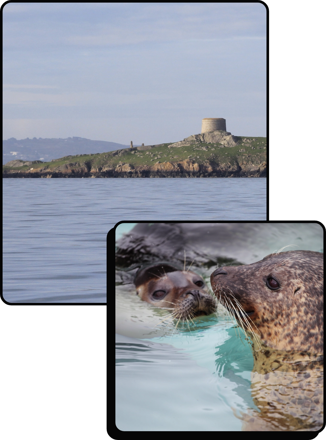 A coastal scene with a round stone tower on a grassy hill above rocky cliffs, overlooking calm sea water. Below, a close-up of two seals swimming in clear water, one looking at the other.