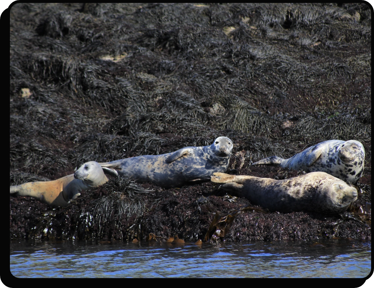 Seals lounging on a rocky shore, surrounded by seaweed, near the water. The sky appears clear, and the scene captures a peaceful, natural habitat.